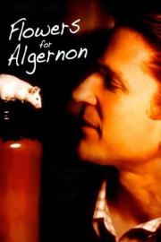 Flowers for Algernon filmas