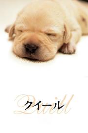 Quill: The Life of a Guide Dog filmas