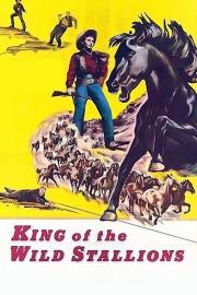 King of the Wild Stallions filmas
