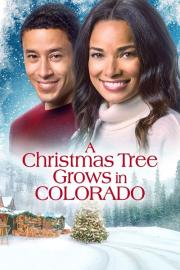 A Christmas Tree Grows in Colorado filmas