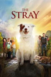 The Stray filmas