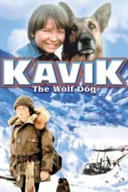 The Courage of Kavik, the Wolf Dog filmas