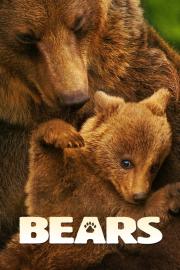 Bears filmas