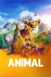 Animal filmas
