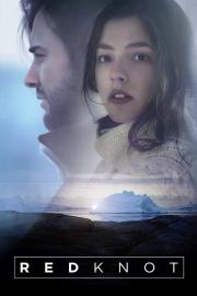 Red Knot filmas