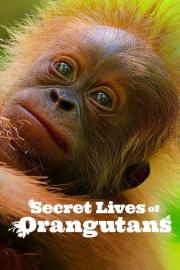Secret Lives of Orangutans filmas