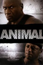 Animal filmas