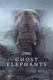 Ghost Elephants filmas