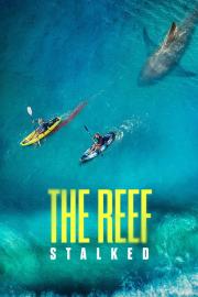 The Reef: Stalked filmas