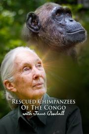 Rescued Chimpanzees of the Congo with Jane Goodall filmas
