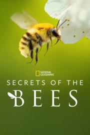 Secrets of the Bees filmas