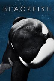 Blackfish filmas