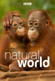 Natural World filmas