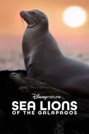 Sea Lions of the Galapagos filmas