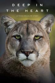 Deep in the Heart: A Texas Wildlife Story filmas