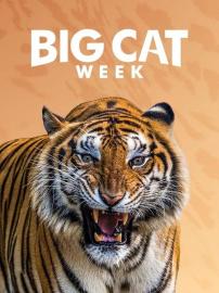 Big Cat Week filmas