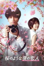 Love Like the Falling Petals filmas