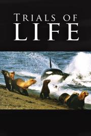 Trials of Life filmas