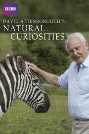 David Attenborough's Natural Curiosities filmas