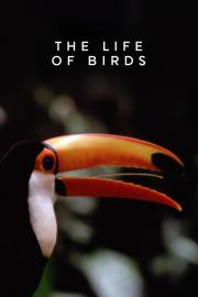 The Life of Birds filmas