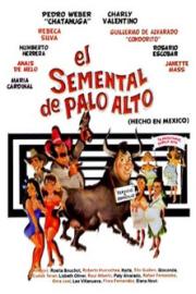 El semental de Palo Alto filmas