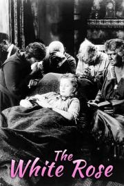 The White Rose filmas