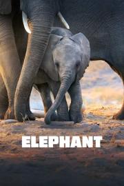 Elephant filmas