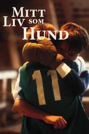 Mitt liv som hund filmas