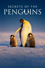 Secrets of the Penguins filmas