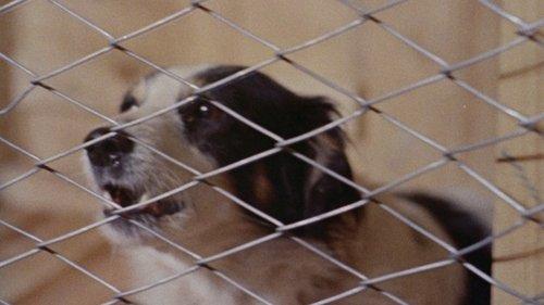 Mondo Cane 2 filmas žiurėti online