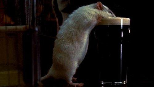 Rat filmas žiurėti online