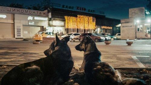 Space Dogs filmas žiurėti online