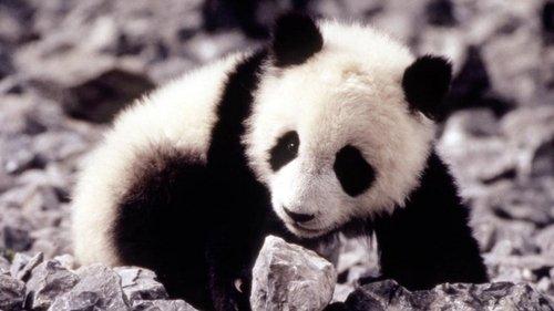 The Amazing Panda Adventure filmas žiurėti online