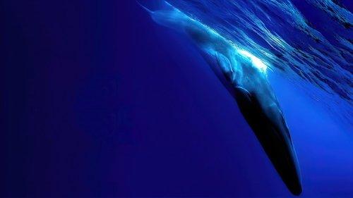 The Loneliest Whale: The Search for 52 filmas žiurėti online