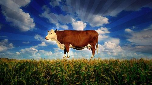 Food, Inc. filmas žiurėti online