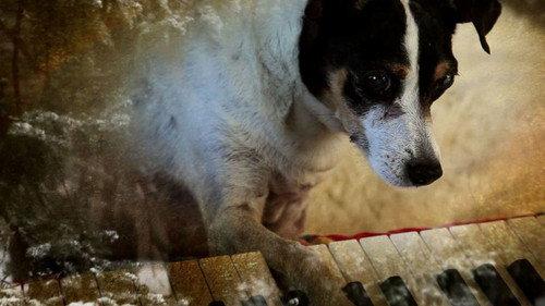 Heart of a Dog filmas žiurėti online