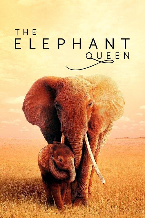 The Elephant Queen filmas online