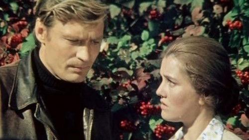 Newcomer filmas žiurėti online