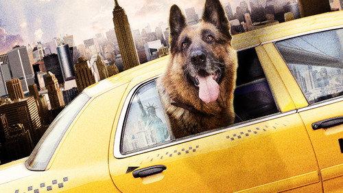 Cool Dog filmas žiurėti online