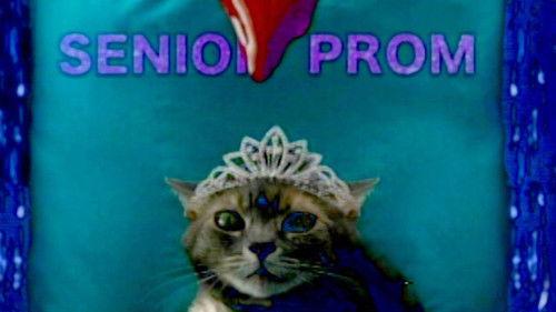 She's Allergic to Cats filmas žiurėti online