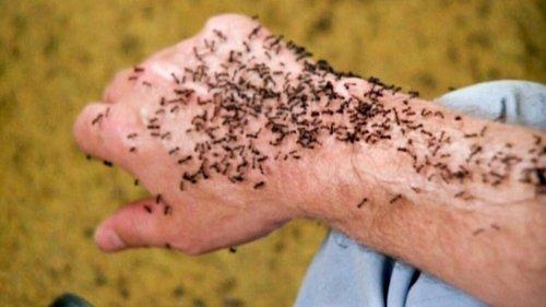 It Happened at Lakewood Manor filmas žiurėti online