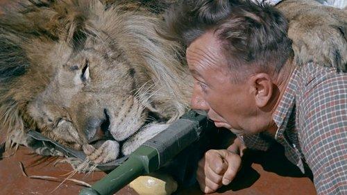 Полосатый рейс filmas žiurėti online