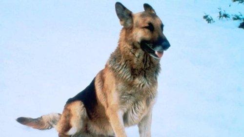 The Courage of Kavik, the Wolf Dog filmas žiurėti online