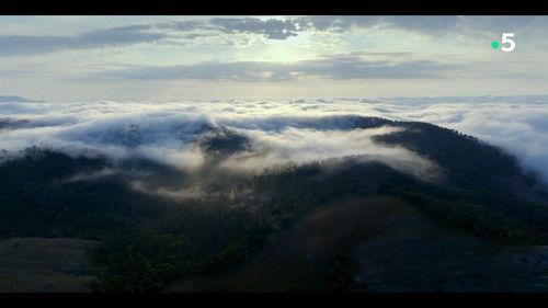 Ivohiboro: La Forêt Oubliée filmas žiurėti online