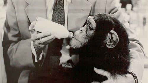 It's Showtime filmas žiurėti online