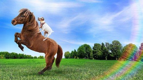 Adventures of Dally and Spanky filmas žiurėti online