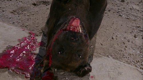 The Big Dead Dog filmas žiurėti online