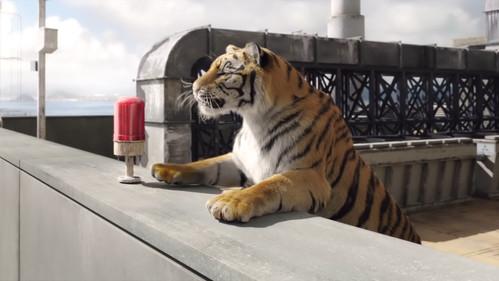 Tiger Robbers filmas žiurėti online