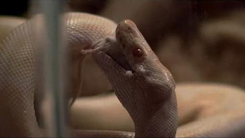 Thunderbird filmas žiurėti online