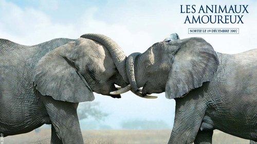 Les Animaux Amoureux filmas žiurėti online